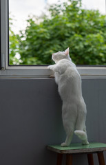 Beautiful white cat looks curiously out the window