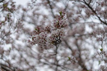 Spring Sakura Cherry Blossom in full bloom