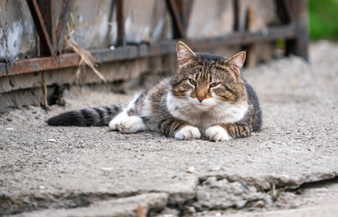 Beautiful brown fluffy cat on the street