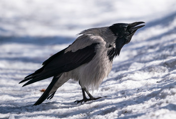 Crow bird stands in the snow on the road