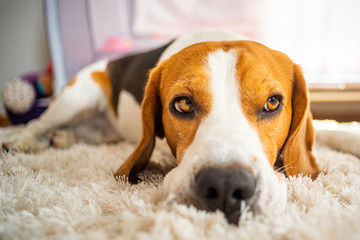 Dog beagle breed sleeps on carpet
