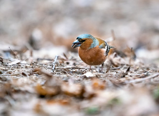 Obraz na płótnie Canvas Bird Chaffinch on the ground eats a seed
