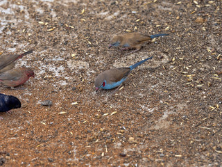 Red-cheeked cordon-bleu, Uraeginthus bengalus collects fallen seeds, Axum, Ethiopia.