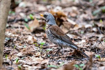 The bird the blackbird sits on a branch