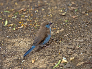 Red-cheeked cordon-bleu, Uraeginthus bengalus collects fallen seeds, Axum, Ethiopia.