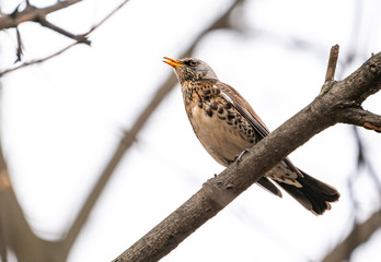 The bird the blackbird sits on a branch