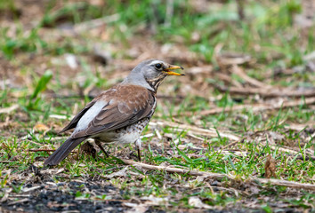 The bird the blackbird sits on the ground