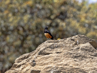 Mocking cliff chat, Thamnolaea cinnamomeiventris, on historical landmarks, Axum, Ethiopia