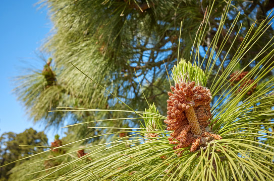 Close up picture of Canary Island pine (Pinus canariensis) in Teide National Park, Tenerife, Spain.