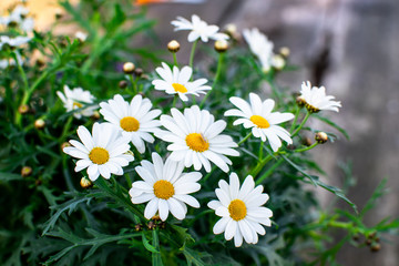 Marguerites, simple and beautiful
