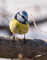 A bird tit sits on a hilt of a tree