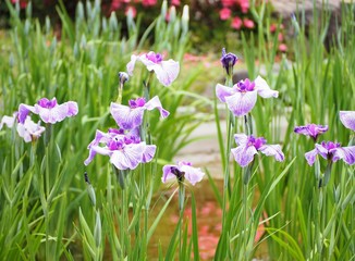 カラフルな花菖蒲　菖蒲園