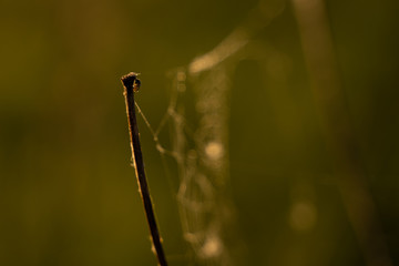 Closeup photo of spider on web, sunrise