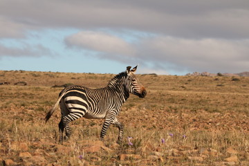 Naklejka premium Cape Mountain zebra, Equus zebra zebra, running across the dry open plains of the Karoo in South Africa.