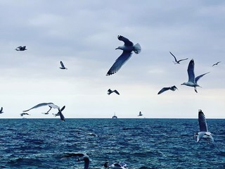 Fototapeta na wymiar flock of seagulls