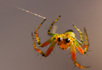 Spider Upside Down