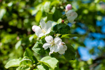 Obraz na płótnie Canvas Fresh flowers on apple trees