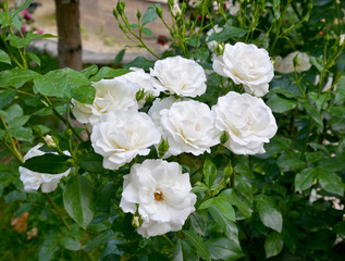 white flowers in the garden