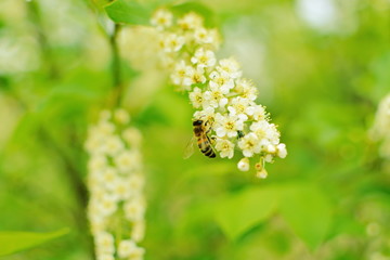 Summer green blurred bright background with Beautiful nature scene bee on white flower of cherry blossoming branch in sunlight