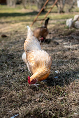 Chickens enjoying the freedom