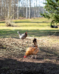 Chickens enjoying the freedom