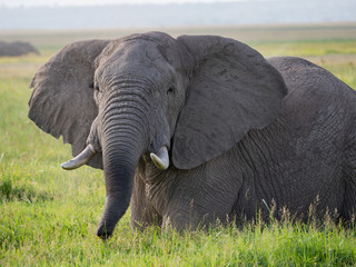 Fototapeta na wymiar Elephants in Amboseli National Park, Kenya