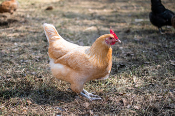 Chickens enjoying the freedom