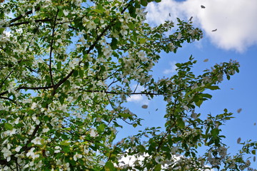 Blooming Apple tree on background blue sky and white clouds. From the branches of the tree flying flower petals on wind