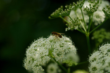 White flowers