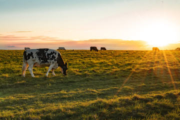 Cows in the sunset background