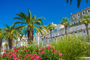 Fototapeta na wymiar City of Split, Croatia, palms in front of walls of palace of Roman emperor Diocletian