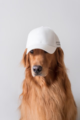 Cute golden retriever wearing a baseball cap