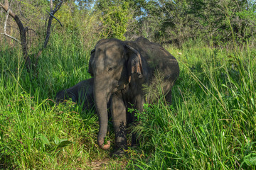 Fototapeta premium Sri Lanka Huluru Eco Park elephants