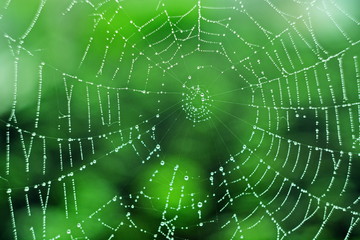 The center of the spider web is strewn with drops of rain dew in morning like beads on blurred green background. Geometry, Line, ring, spiral. Macro