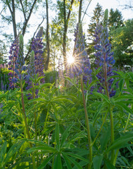 The sun at sunset against the background of lupins