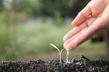 Man hand watering young tree over green background , agriculture and Seedling concept