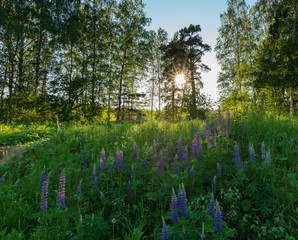Fototapeta na wymiar The sun at sunset against the background of lupins