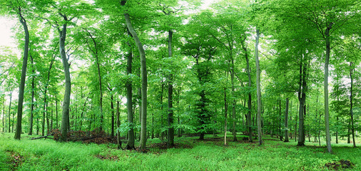 Fototapeta na wymiar Forest landscape with green grass and woods at spring