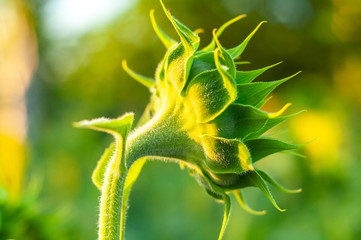 Bright yellow-orange sunflower against the background of sunflowers