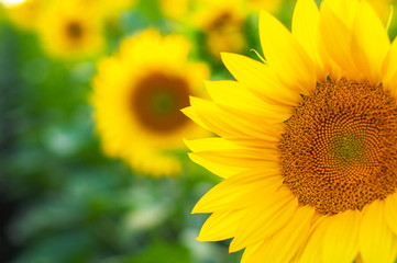 Bright yellow-orange blossoming sunflower on a background of sunflowers