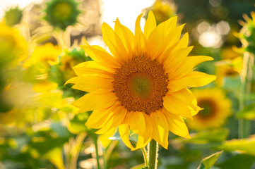 Bright yellow-orange blossoming sunflower on a background of sunflowers