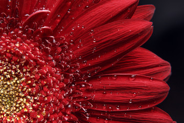 Beautiful natural background. Summer, spring concepts. Abstract of a red Gerber daisy macro with...
