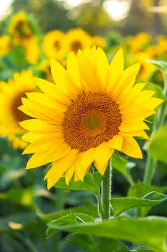Bright yellow-orange blossoming sunflower on a background of sunflowers
