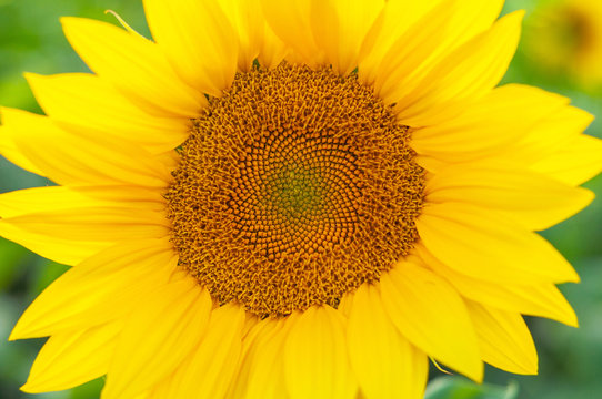 Bright yellow-orange blooming sunflower on a background of green grass
