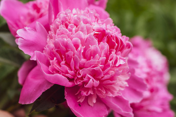 Bright pink blooming peonies on the background of grass and leaves