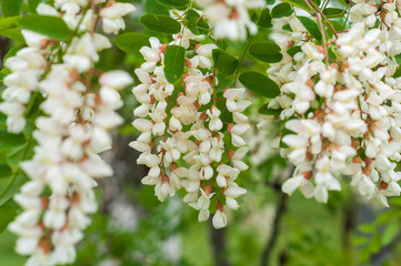 The branches of acacia on the background of dark branches and bright leaves