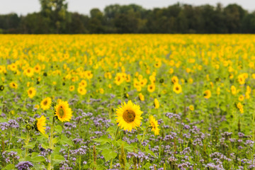 Obraz premium Sunflower field planted to seed for oil production.