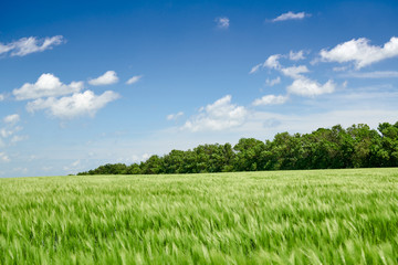 Green wheaten sprouts in the field and cloudy sky. Bright spring landscape.