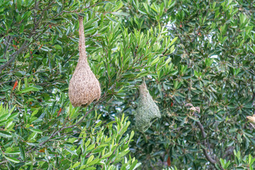 Amazing view of several WEAVER BIRD NEST