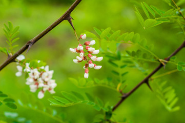 The branches of acacia on the background of green grass and bright foliage